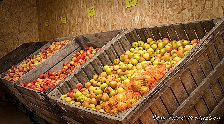 cueillette-pomme-missillac